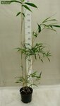 Semiarundinaria fastuosa Viridis - total height 125+ cm - pot 5 ltr
