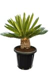 Cycas revoluta - total height 80-100 cm - pot &Oslash; 38 cm [pallet]