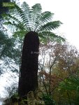 Dicksonia antarctica - trunk 10-15 cm