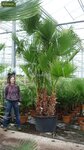Washingtonia robusta Multitrunk - Gesamth&ouml;he 140-160 cm - Topf &Oslash; 45 cm [Palette]