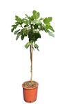 Ficus carica Brown Turkey - trunk 60-80 cm - &Oslash; 28 cm pot