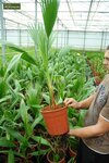 Washingtonia robusta - total height 80-100 cm - pot &Oslash; 22 cm