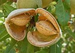 Prunus dulcis - pot &Oslash; 26 cm