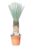 Yucca rigida - trunk 50-60 cm [pallet]