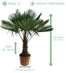 Trachycarpus fortunei - trunk 40-50 cm - total height 150-170 cm - pot &Oslash; 36 cm
