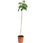 Albizia julibrissin Rosea - total height 160+ cm - pot &Oslash; 26 cm