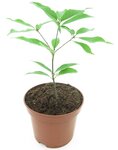 Quercus glauca - total height 40-50 cm - pot &Oslash; 19 cm