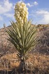 Yucca baccata multitrunk - trunk 10-20 cm - total height 100-120 cm - pot &Oslash; 33 cm