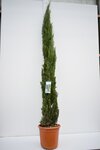 Cupressus sempervirens Totem - pot &Oslash; 55 cm [pallet]