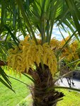 Trachycarpus fortunei - trunk 30-40 cm - total height 120-140 cm - pot &Oslash; 31 cm + 10 ltr palm potting soil