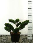 Juniperus media Mint Julep Multiplateau - total height 80-100 cm - pot 20 ltr [pallet]