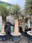 Yucca rostrata - fat trunk - circumference 100-110 cm - trunk 150-170 cm - total height 280+ cm [pallet]