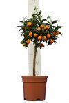 Citrus kumquat - pot &Oslash; 24 cm