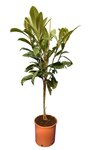 Eriobotrya Japonica - trunk 50-70 cm - circumference 6-10 cm - total height 110+ cm