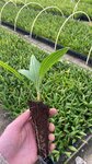 Trachycarpus wagnerianus - pot 7 x 7 cm