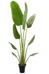 Ravenala madagascariensis - cut - pot &Oslash; 28 cm