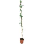 Lonicera heckrottii - total height 160+ cm - pot &Oslash; 20 cm