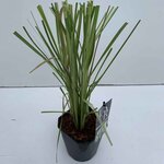 Cortaderia selloana - total height 40-50 cm - pot 2 ltr