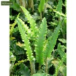 Asplenium scolopendrium Angustifolia - pot 1,7 ltr