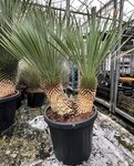 Yucca rostrata - multitrunk
