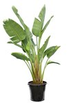 Strelitzia nicolai - total height 140-160 cm - pot &Oslash; 38 cm - 3 plants in a pot [pallet]