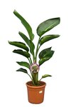 Strelitzia nicolai - total height 100-120 cm - pot &Oslash; 24 cm - 2 plants per pot
