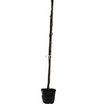 Jacaranda mimosifolia - pot &Oslash; 32 cm [pallet]
