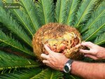 Cycas revoluta - trunk 40-60 cm [pallet]