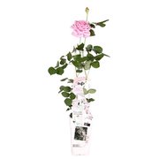 Rosa Crazy in Love climbers Pink 2 ltr