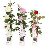 Rosa Crazy in Love climbers - Set of 3: Pink + Red + Vanilla - pot 2 ltr
