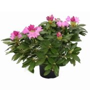 Rhododendron Roseum Elegans - total height 50-60 cm - pot 5 ltr