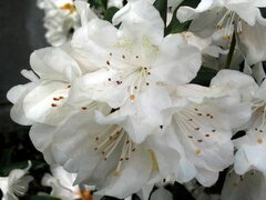 Rhododendron Cunningham's White - total height 50-60 - pot 5 ltr