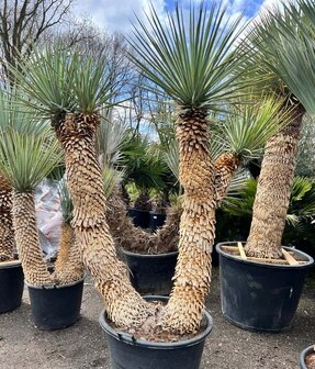 Yucca rigida - 4 headed