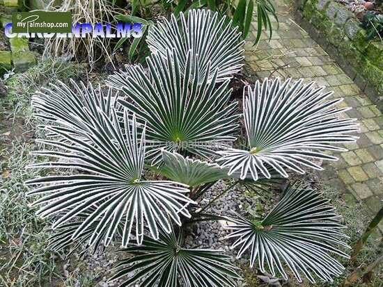 Trachycarpus wagnerianus - trunk 120-140 cm - pot 90 ltr [pallet]