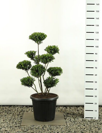 Ilex crenata Green Hedge Multiplateau extra - Gesamth&ouml;he 150-170 cm [Palette]
