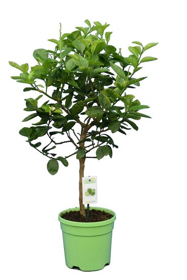 Citrus latifolia - trunk 30-40 cm - total height 70-100 cm - pot 22 cm