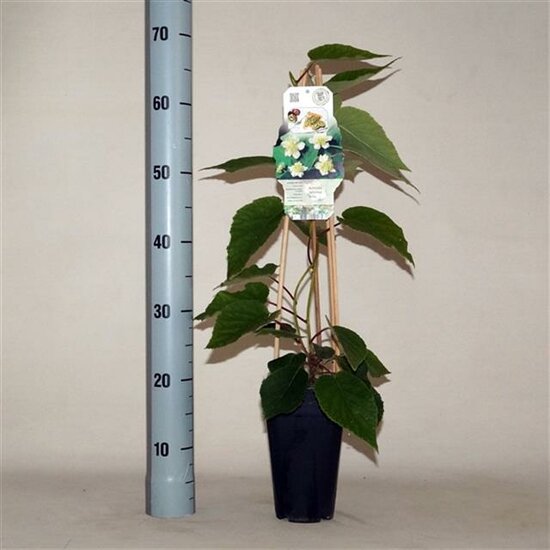 Actinidia deliciosa Atlas - total height 60-70 cm - pot 2 ltr