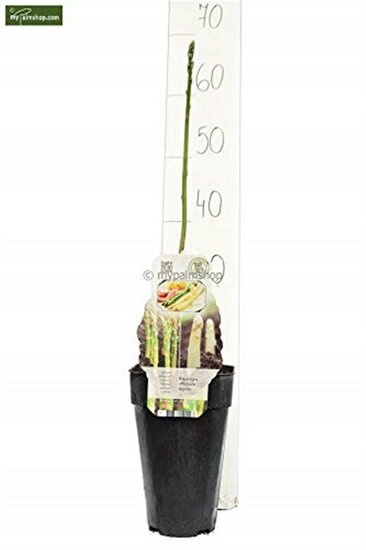 Asparagus officinalis gijnlim - total height 55-65 cm - pot 2 ltr
