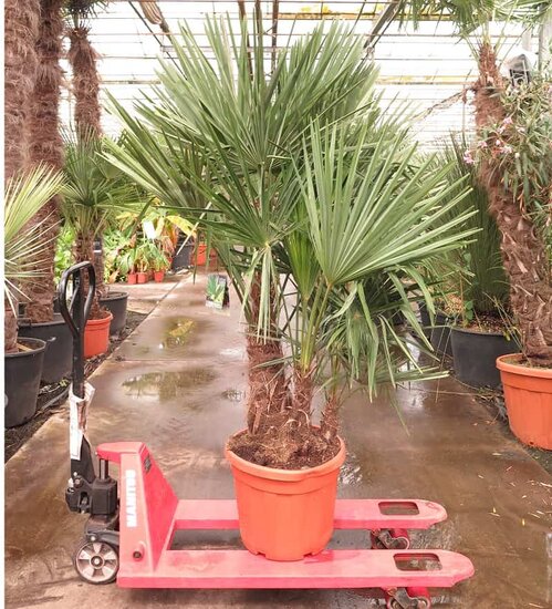 Trachycarpus fortunei Multitrunk - Gesamth&ouml;he 140-160 cm - Topf &Oslash; 50 cm - 45 ltr [Palette]