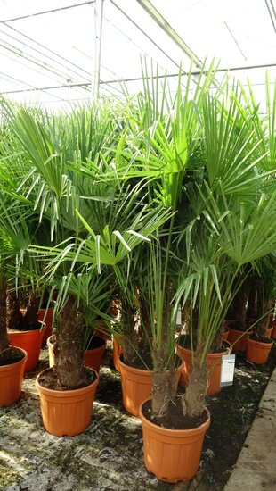 Trachycarpus fortunei Multitrunk - total height 140-160 cm - pot &Oslash; 50 cm - 45 ltr [pallet]