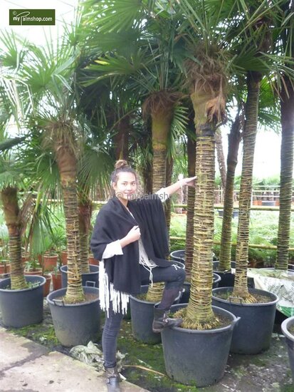 Trachycarpus fortunei - trunk 80-90 cm - total height 200+ cm - pot &Oslash; 48 cm [pallet]
