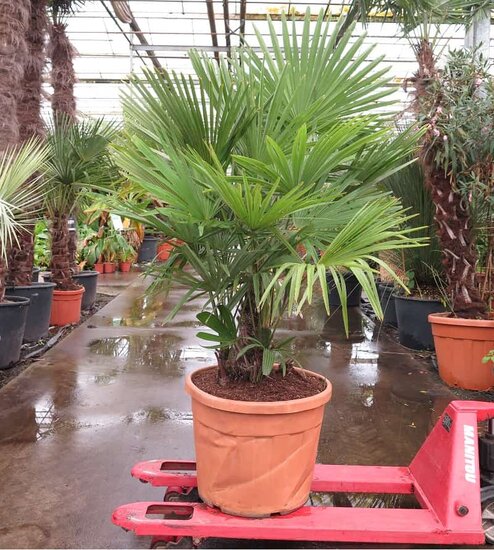 Trachycarpus fortunei multitrunk - total height 180+ cm - pot &Oslash; 55 cm 70 ltr [pallet]