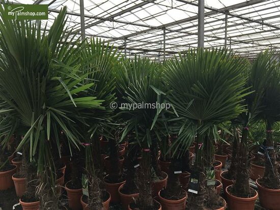 Trachycarpus fortunei - trunk 100-120 cm -  total height 200-250 cm - pot &Oslash; 50 cm [pallet]