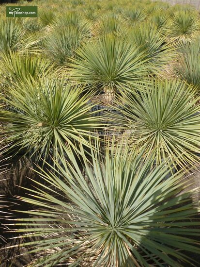 Yucca rostrata - total height 70-90 cm - pot &Oslash; 30 cm