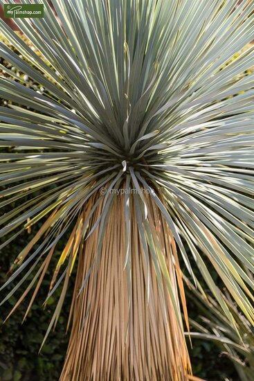 Yucca rostrata - total height 50-70 cm - pot 26 cm
