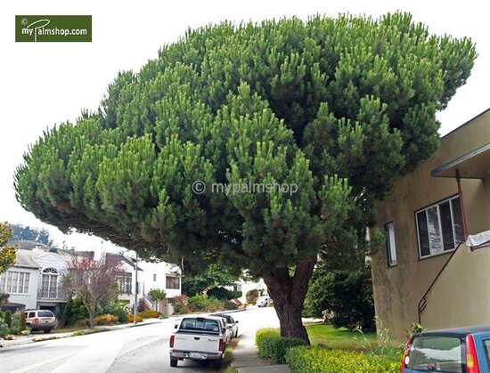 Pinus pinea - trunk 40-60 cm - total height 150-170 cm - pot &Oslash; 35 cm [pallet]