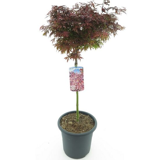 Acer palmatum Shaina - trunk 60-80 cm - total height 110-130 cm - pot 15 ltr