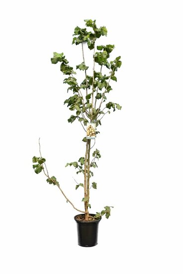 Corylus avellana Negreta - total height 160+ cm - pot &Oslash; 27 cm [pallet]