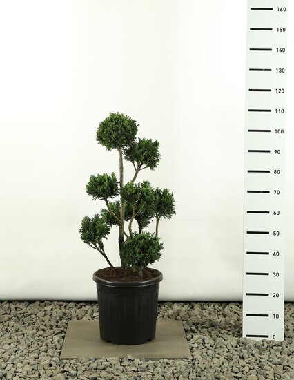 Chamaecyparis obtusa Draht Multibol - total heigth 100-125 cm - pot 20 ltr