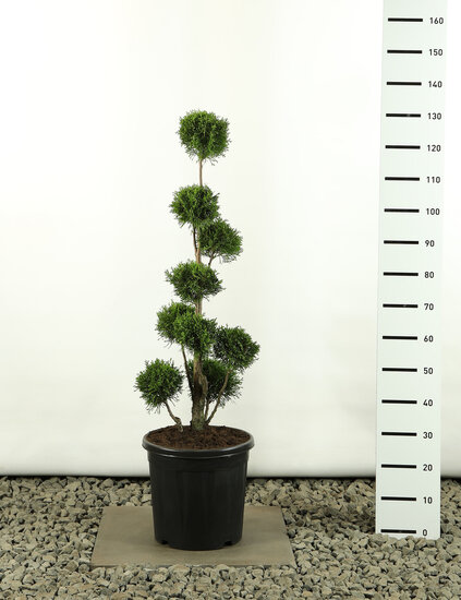 Thuja occidentalis Golden Smaragd Multibol - total height 80-100 cm